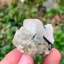 specimen video