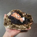 specimen video