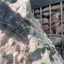 specimen video