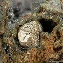 Moschellandsbergite - image 3