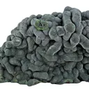 Mottramite - image 5