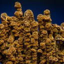 Mottramite - image 2