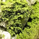 Mottramite on And Investing Calcite - image 3