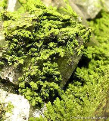 Mottramite on And Investing Calcite - image 3