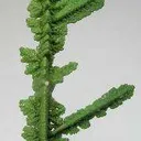 Mottramite Ps. Copper - image 2