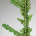 Mottramite Ps. Copper - image 1