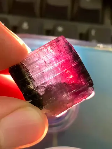 specimen video