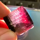 specimen video