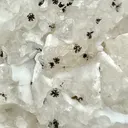 Multi-mineral cluster with Rare Manganese Dendrites - image 4