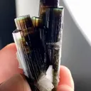 specimen video