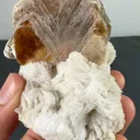 specimen video