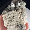 specimen video