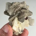 specimen video