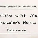 Muscovite With Magnetite Inclusions - image 3