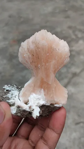 specimen video