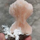 specimen video