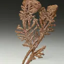 NATIVE Copper - image 1