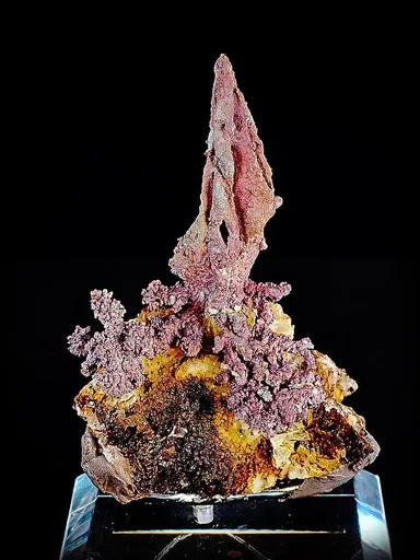 specimen video