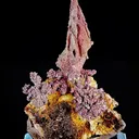 specimen video