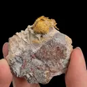 NATIVE Gold - image 2