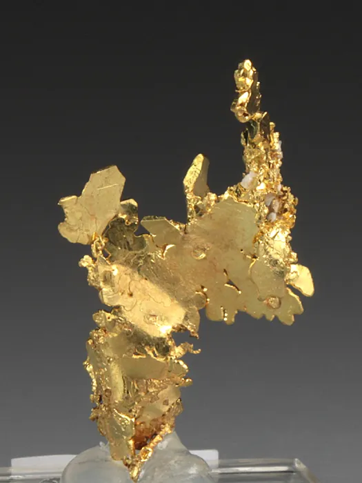 NATIVE Gold image