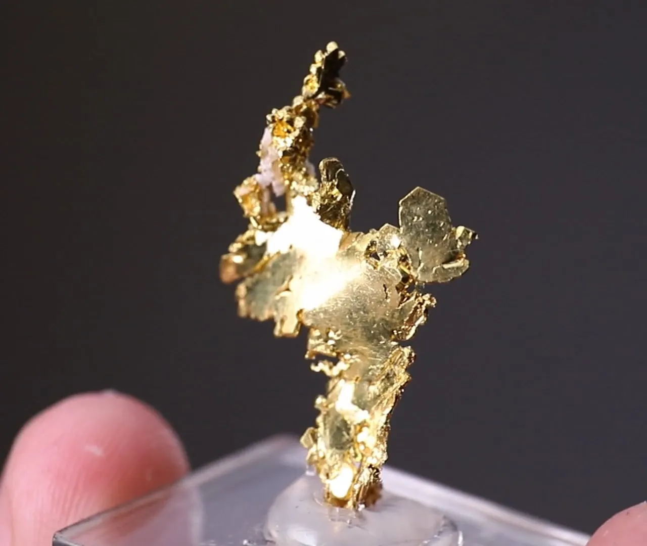 NATIVE Gold - image 2