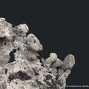 Native Lead - image 5