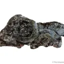 Native Lead - image 3