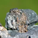 Native silver 164 grams - Imiter Mine, Tinghir, Drâa-Tafilalet, Morocco - image 2