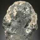 NATIVE Silver - image 1