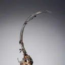 NATIVE Silver - image 1