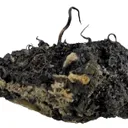 Native Silver - image 2