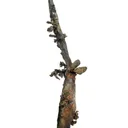 Native Silver - image 4