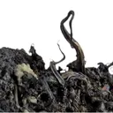 Native Silver - image 1