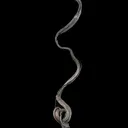 Native Silver on Acanthite - image 3