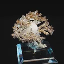 specimen video