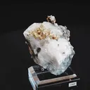 specimen video