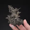 NATIVE Silver ps. after Dyscrasite - image 2