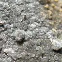 Native Tellurium Crystals - image 2
