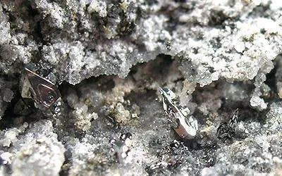 Native Tellurium Crystals With Quartz - image 2