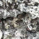 Native Tellurium Crystals With Quartz - image 2