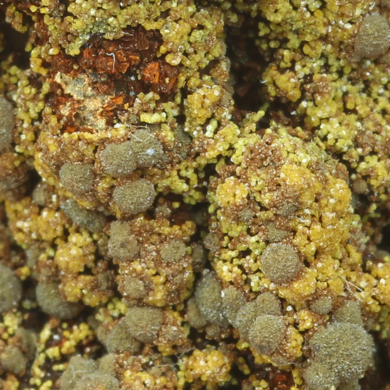 Natroharmacosiderite & Arseniosiderite - image 3