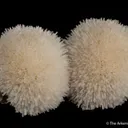 Natrolite - image 1