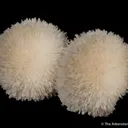 Natrolite - image 2