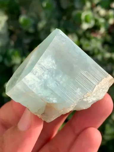 specimen video