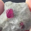 specimen video