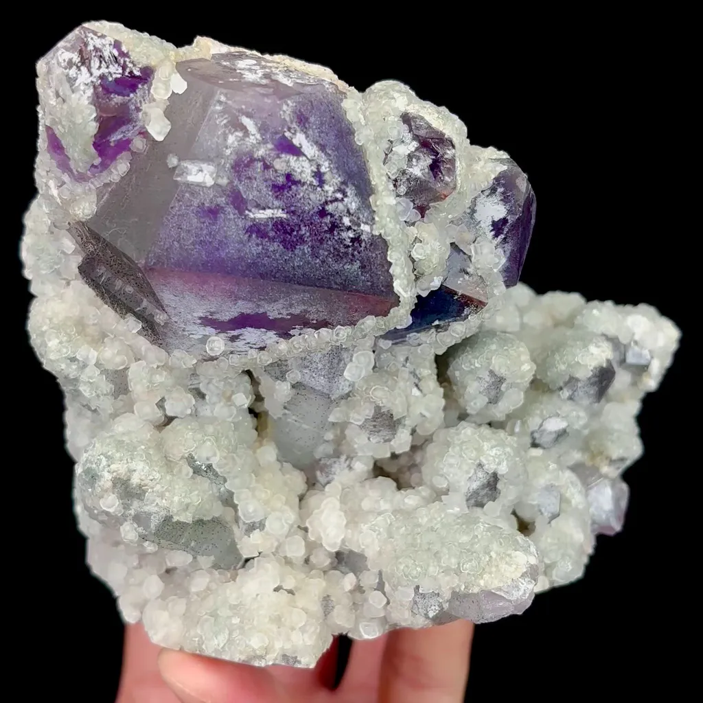 specimen video