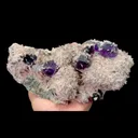 specimen video