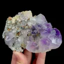 specimen video