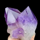 specimen video
